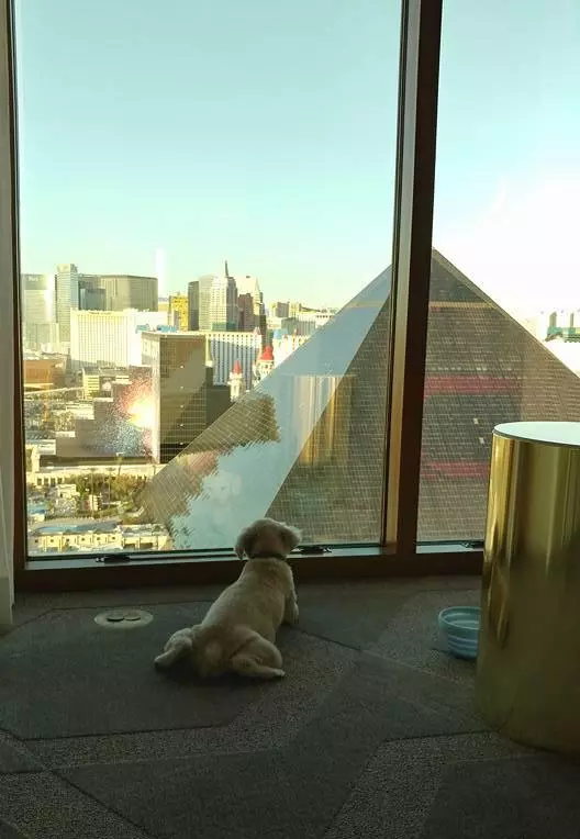 Dog Friendly Hotel Suite at Delano Las Vegas