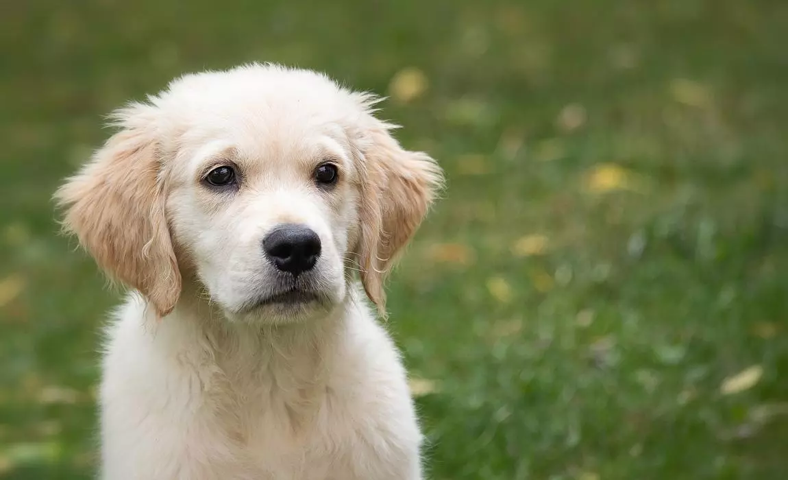 tips to keep your dog happy when you are away on long trips
