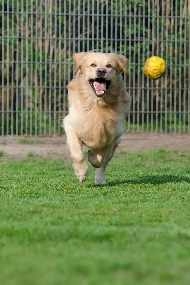 tips to keep your dog happy when you are traveling