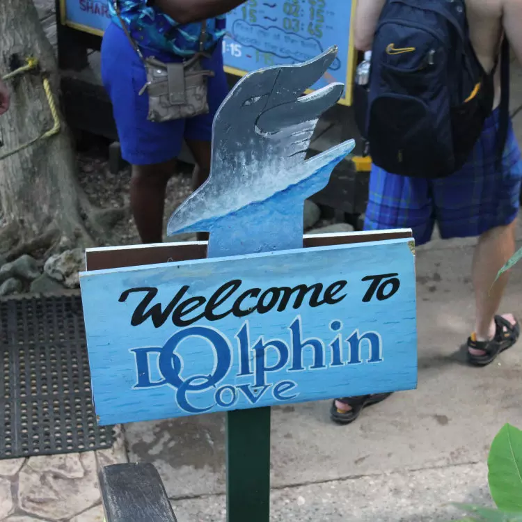 Dolphin Cove Adventure in Ocho Rios Jamaica