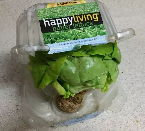 butter lettuce