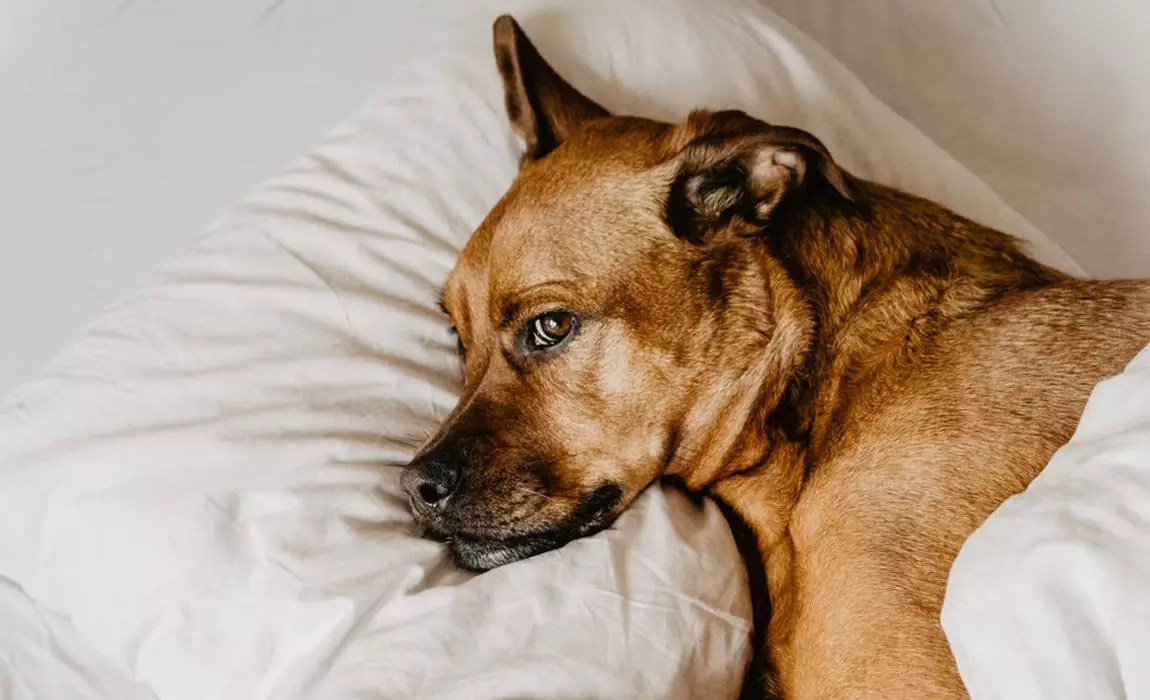 skincare tips for dogs