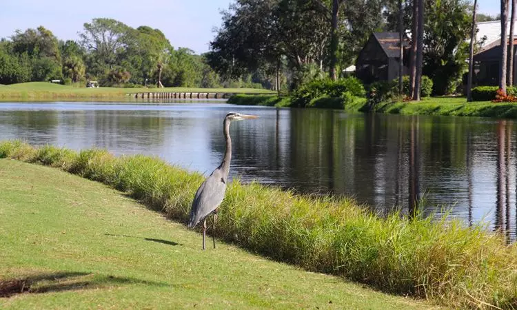 Riverwood Golf Course in Punta Gorda Florida 