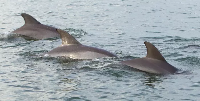 dolphin parade