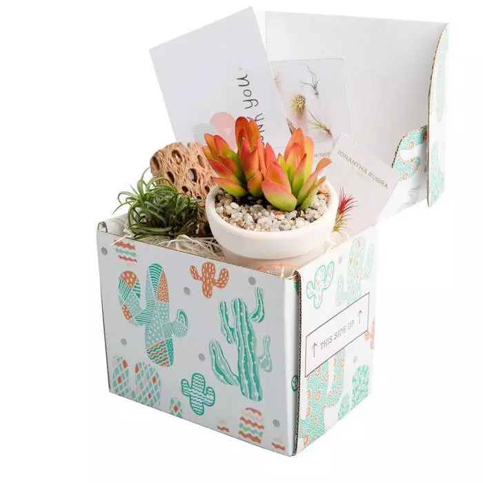 succulents box gift box