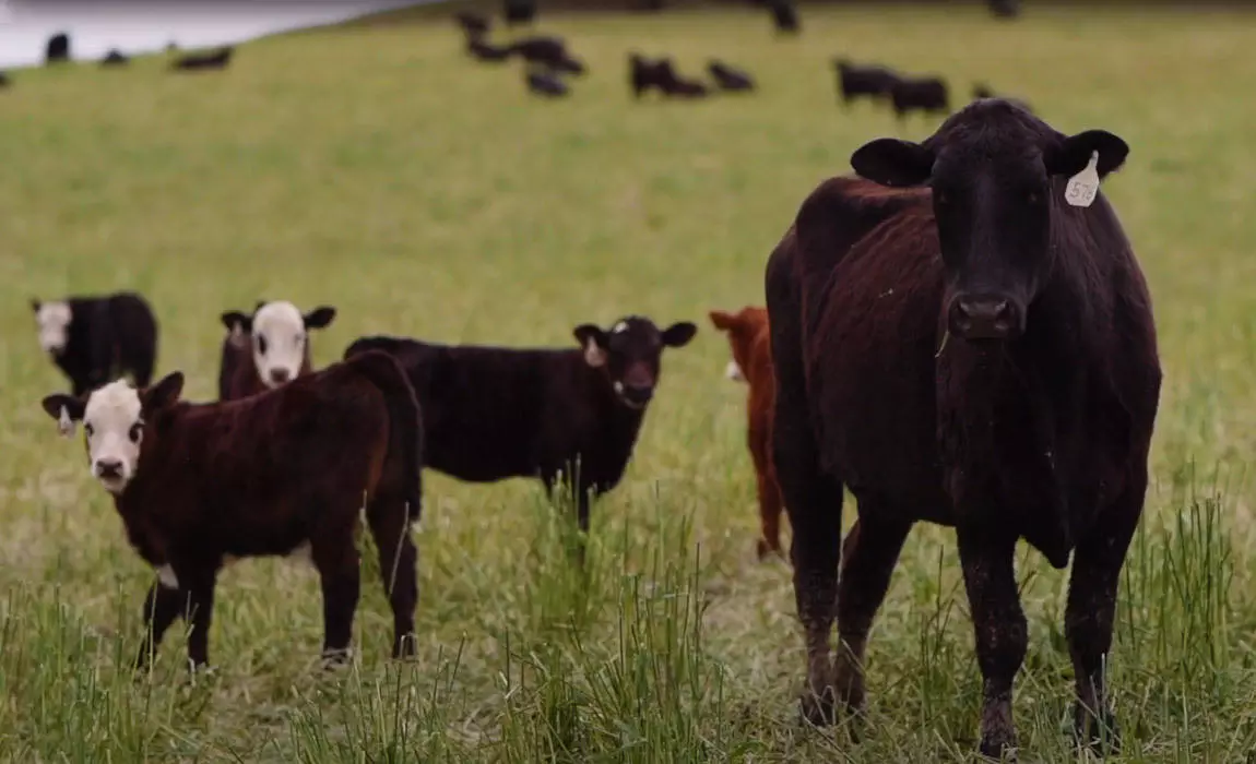 Niman Ranch cattle