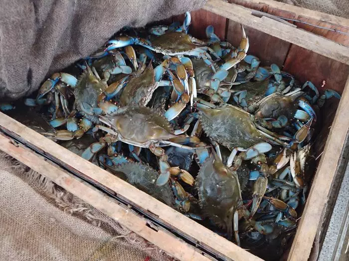 live blue crab from florida peace river seafood punta gorda