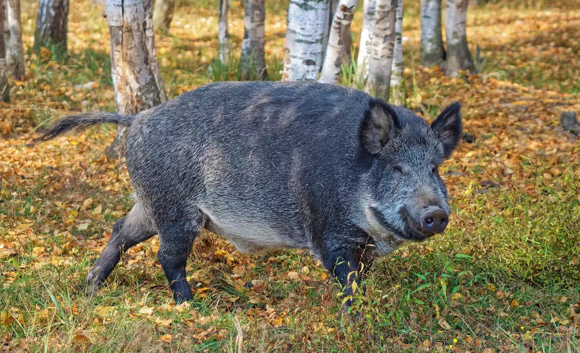 California is a great state for hunting wild boar.