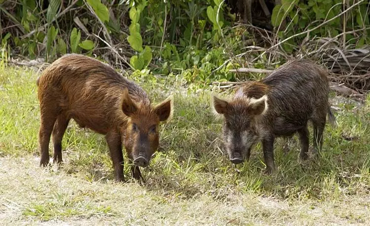 hunting wild boar