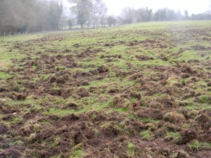 Wild Boar Damage to American Field