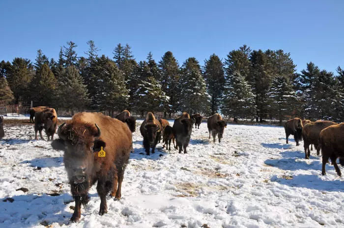 hawkeye buffalo ranch hunting