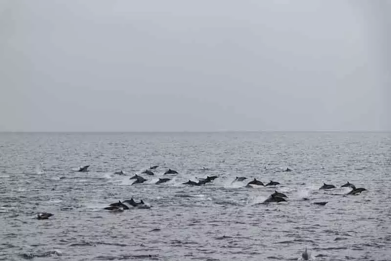 dolphins