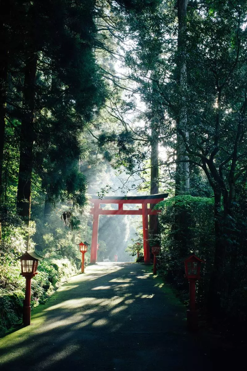 japanese forest exploration