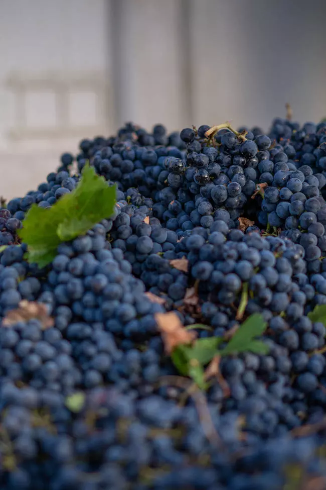 kenefick ranch grapes