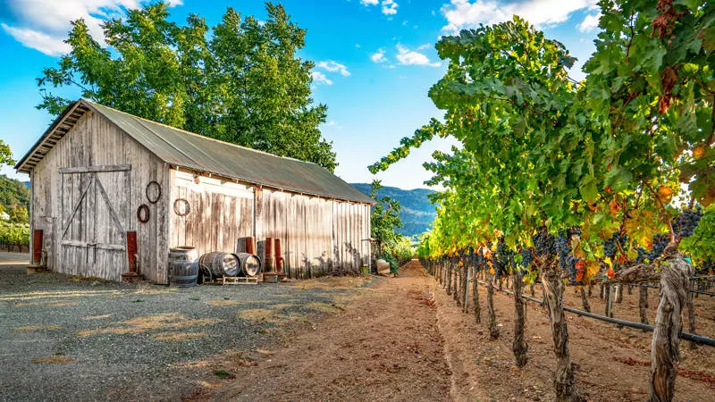 kenefick ranch vineyard napa valley california
