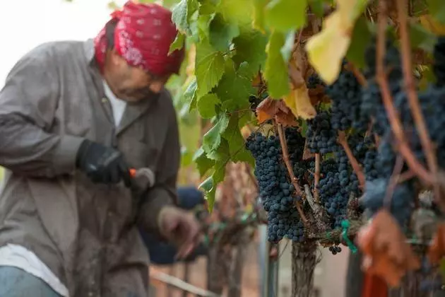 working the vineyards at kenefick ranch napa valley callistoga ava