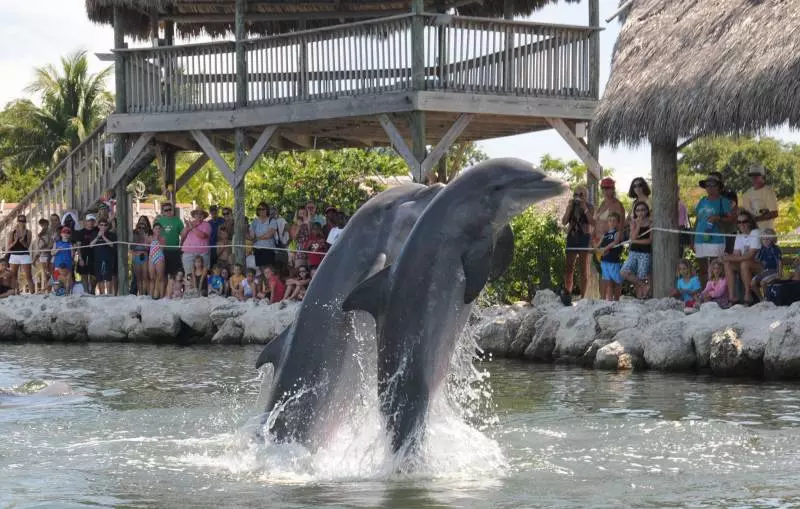 dolphinresearchcentercrowdwatches