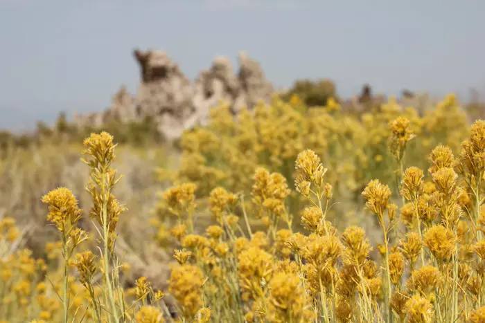 gold flowers