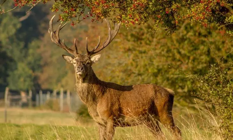 Montana Elk Hunting Season