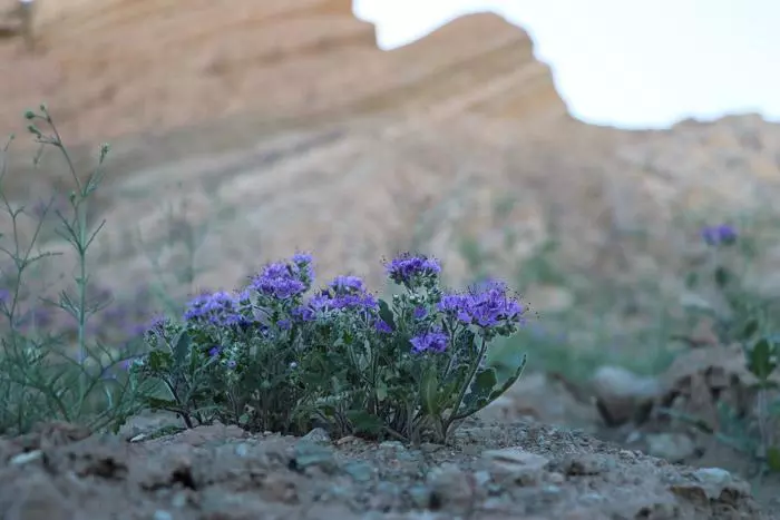 desert wild flowers in box canyon mecca hills