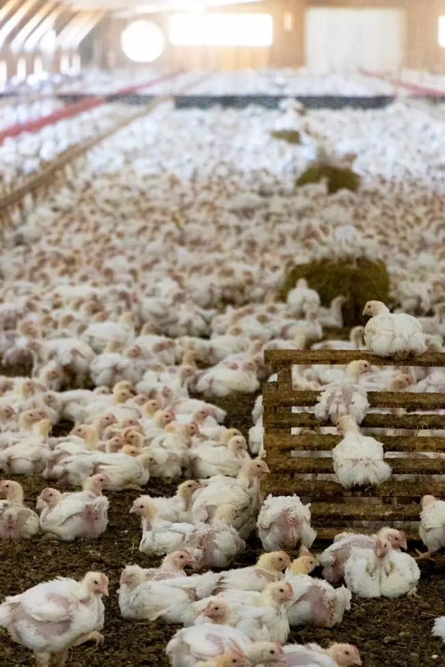 perdue farms chicken house
