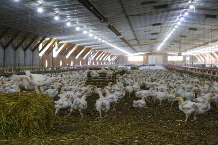 perdue farms chicken house