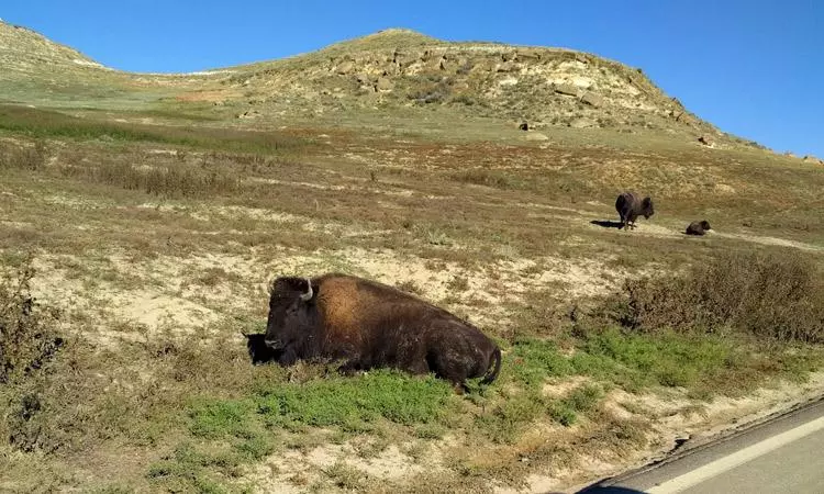buffalo teddy roosevelt national park north dakota