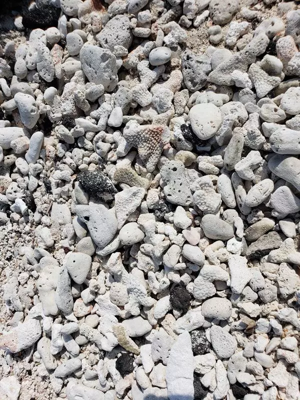 coral on beach at puuhonua o honaunau national historic park hawaii big island