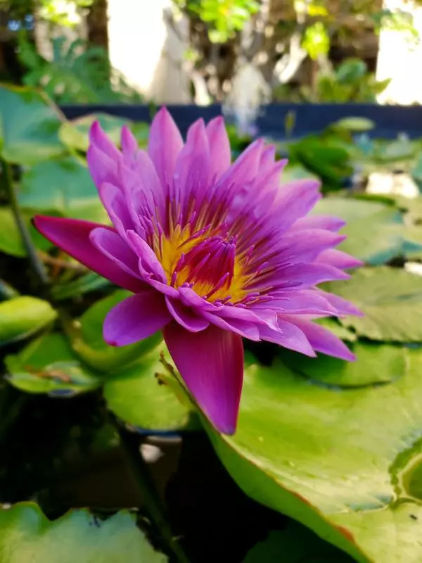 purple flower at mauna kea beach hotel resort big island hawaii