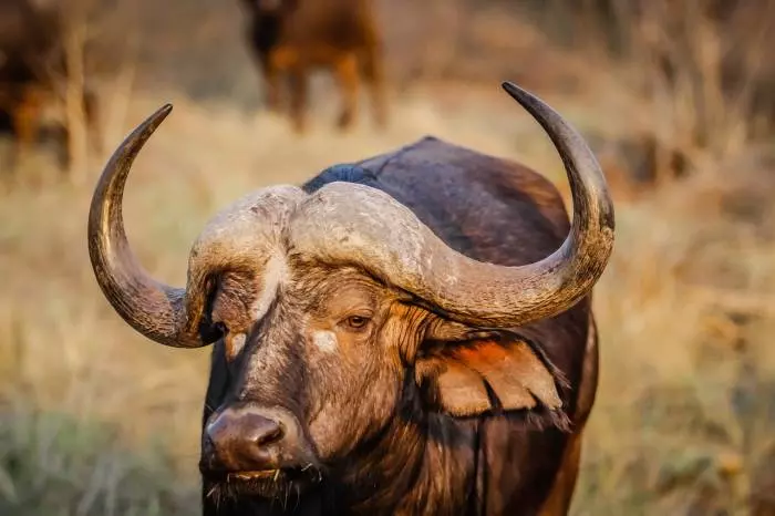 buffalo seen on african safari tour