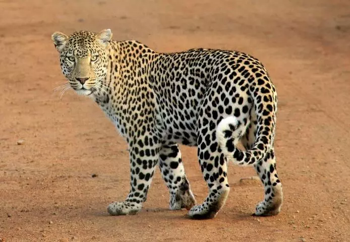 leopard seen on african safari tour