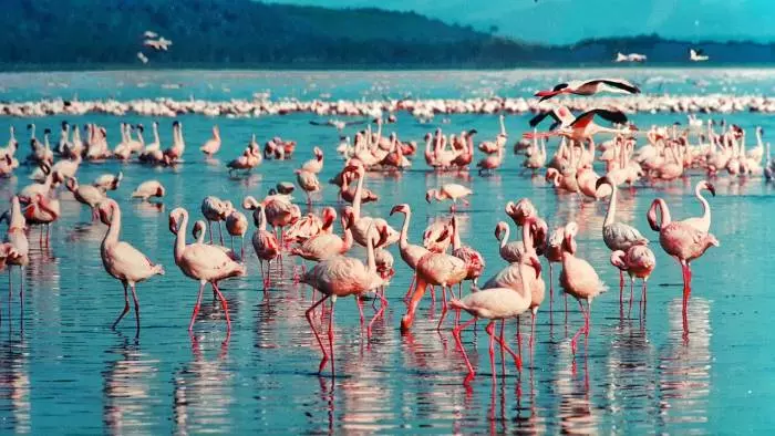 pink flamingo flock at lake nakuru kenya africa safari tour