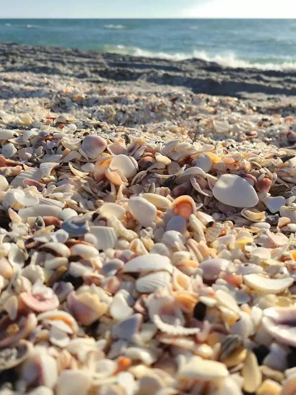shells on englewood beach florida