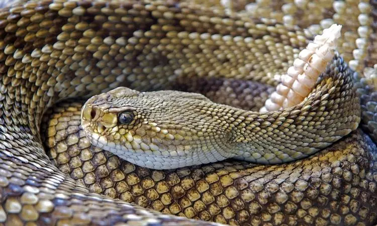 How to Rattlesnake Proof Your Yard