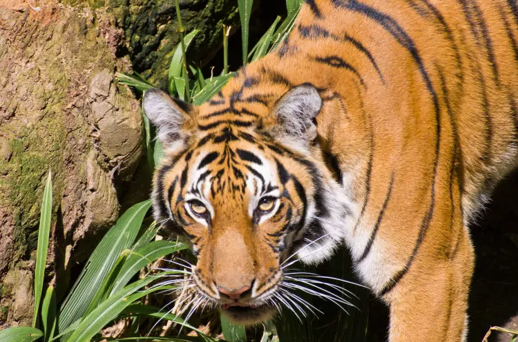 san-diego-zoo-tiger