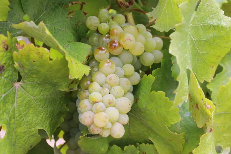 chenin blanc grapes - Photographer: Ina Smith wines of South Africa