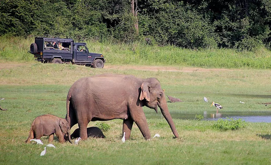 Elephant safari in Sri Lanka 