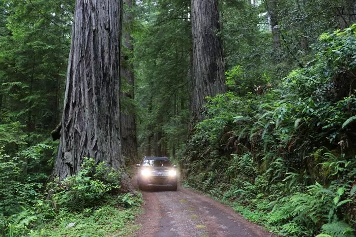 driving through redwood national park california