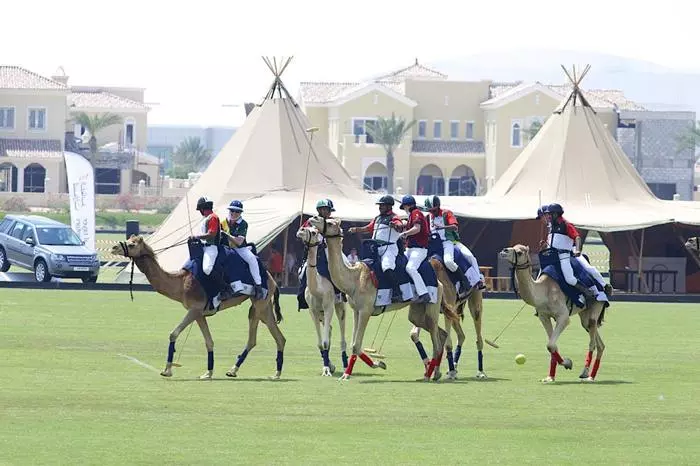 camel polo uae