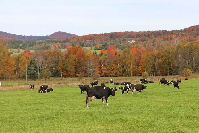 vermont cows with fall leaves