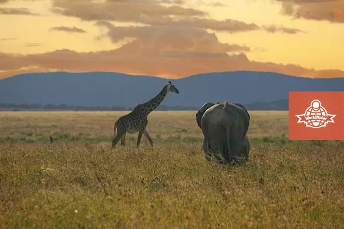 elephant-giraffe-2983173765-O