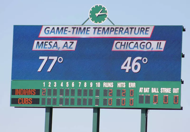 Palm Trees at Cubs Park