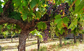 Sonoma county wine growers