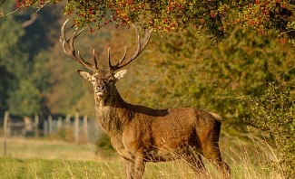 Montana Elk Hunting Season