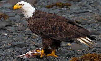 Best Places In America to See Bald Eagles