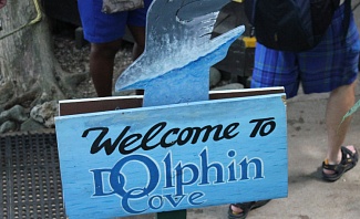 Dolphin Cove Adventure in Ocho Rios Jamaica