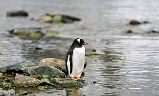 penguin in antarctica on a Kensington adventure tour
