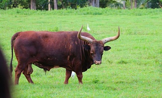 Bull at Kilohana Plantation Tour on Kauai