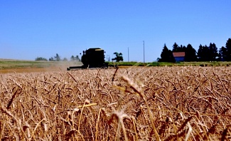 North Dakota Wheat