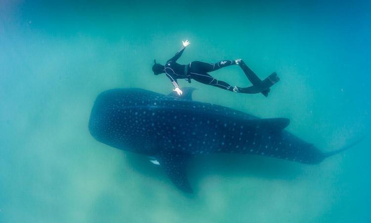 swimming with the whale sharks in baja california la paz and los cabos